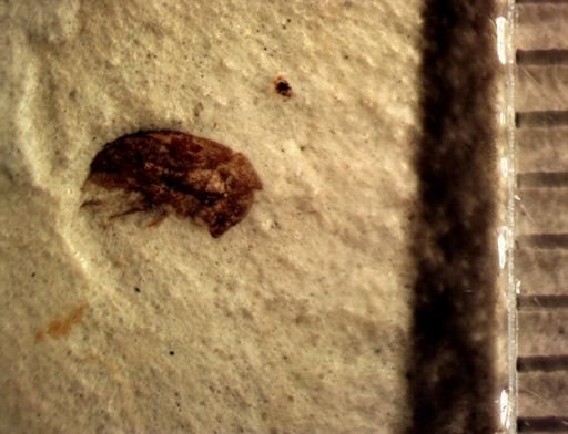 undet. Curculionidae