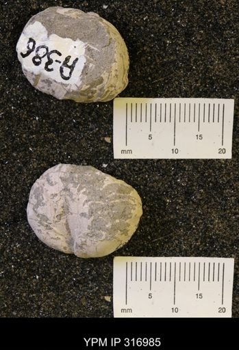 Protocardia