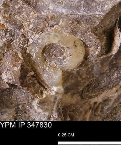 undet. Ammonoidea