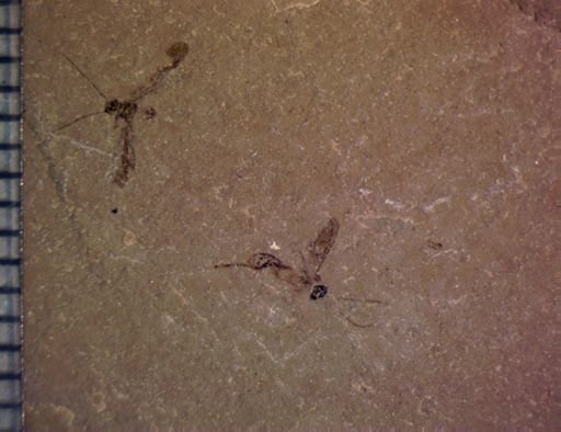 undet. Hemiptera