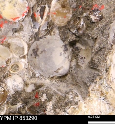 Protocardia sp.