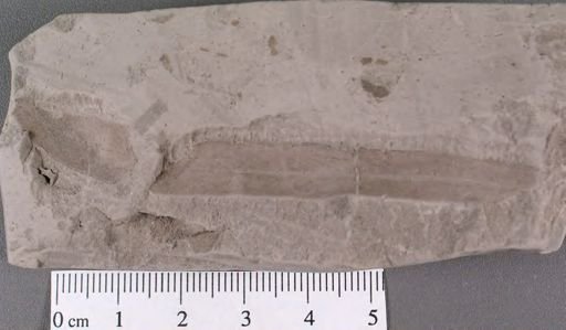 Eucalyptus nervosa