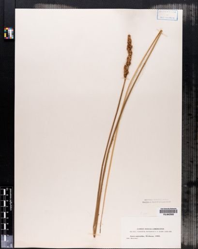 Carex vulpinoidea