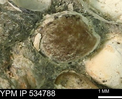 Protocardia subquadrata