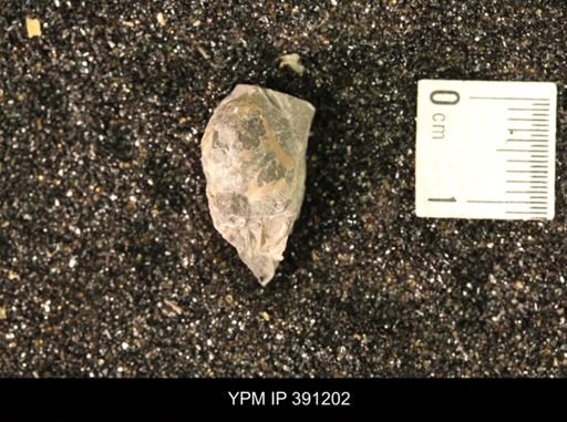 Scaphitidae