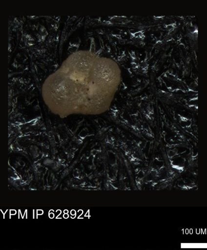 undet. Foraminiferida