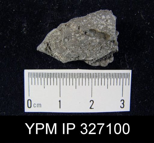 Derbya sp.