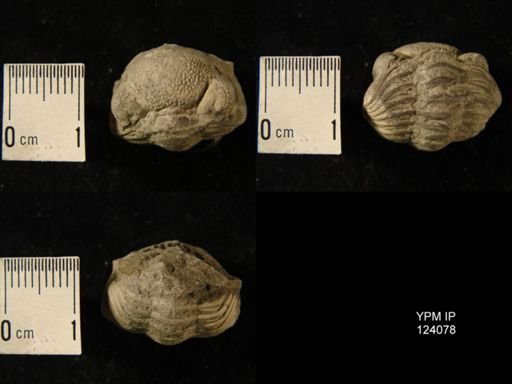 Phacops rana