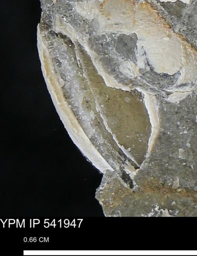 Limopsis striatopunctatus