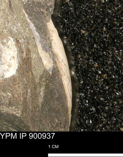 undet. Mollusca