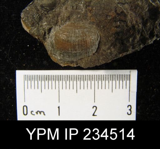 Marginifera muricatina