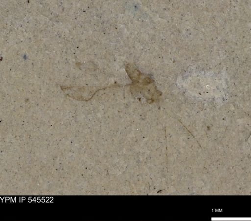 undet. Insecta