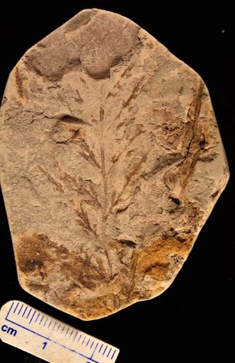 Asplenium dicksonianum