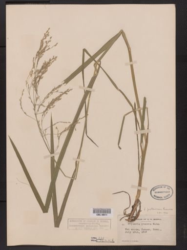 Glyceria grandis