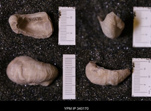 Gryphaea sp.