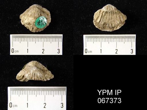 Anastrophia verneuili