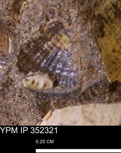 undet. Bivalvia