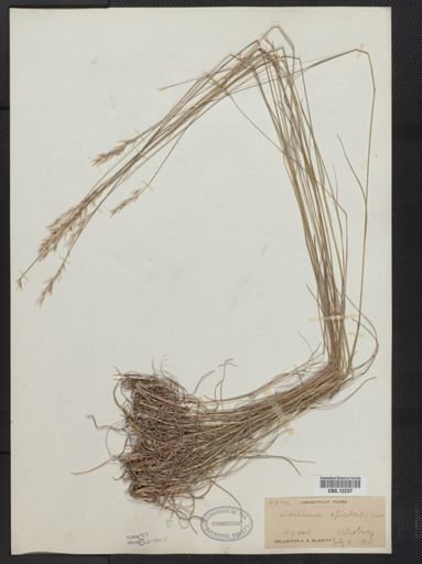 Danthonia spicata