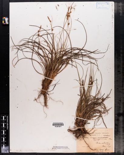 Carex pensylvanica