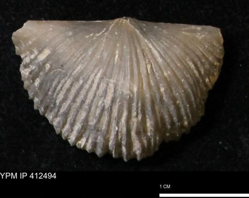 Stropheodonta navalis boonensis