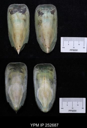 Lingula tumidula