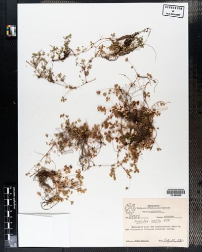 Plantae