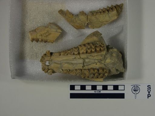 Merycoidodon sp.