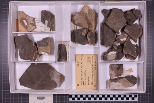 mixed taxa, stratigraphic collection