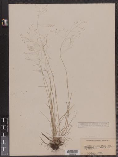 Agrostis perennans