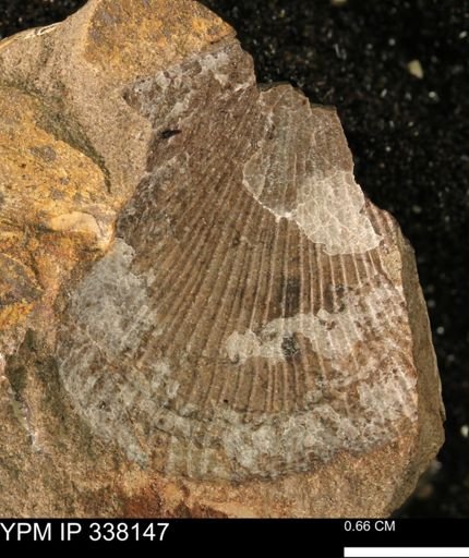 Oxytoma (Hypoxytoma) nebrascana