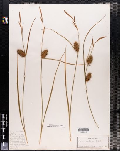 Carex bullata