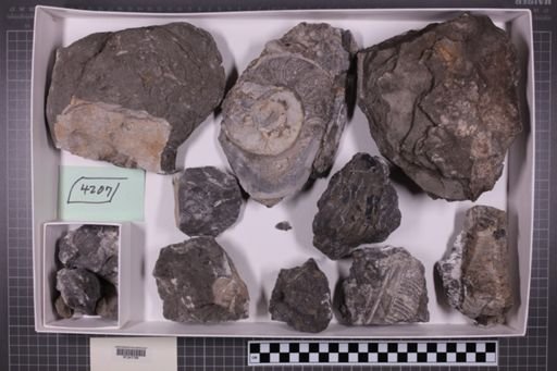mixed taxa, stratigraphic collection