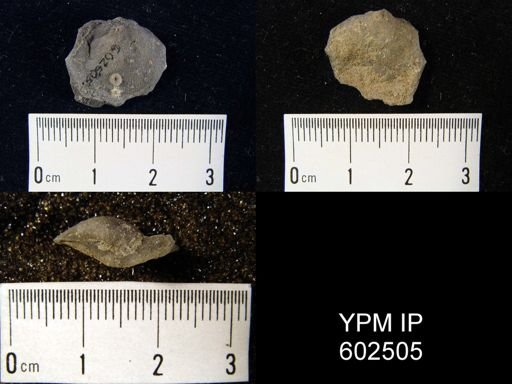 Dalmanella sp.