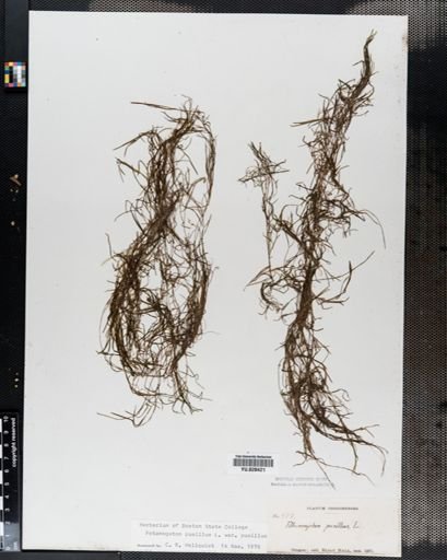 Potamogeton pusillus