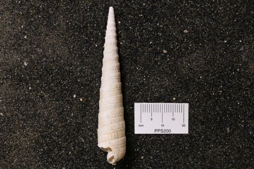 Terebra aclinica