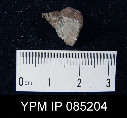 Atrypa reticularis