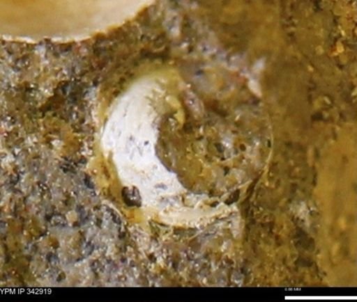 undet. Mollusca