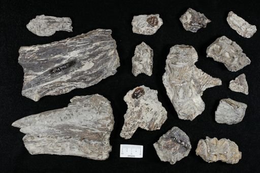 Cimolichthys sp.
