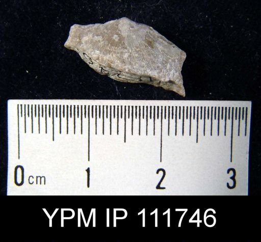 Brachyprion robustum