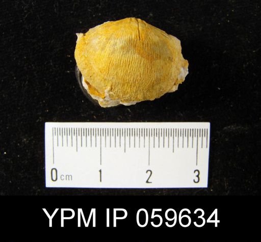 Eodevonaria nuelonica