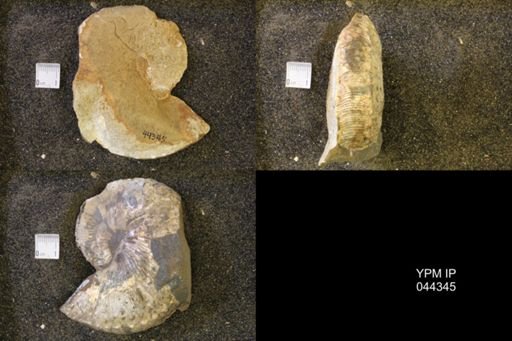 Hoploscaphites comprimus