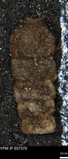 Ammobaculites euides