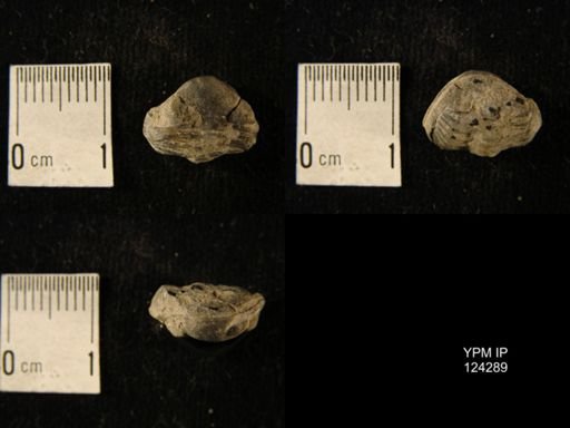 Phacops rana