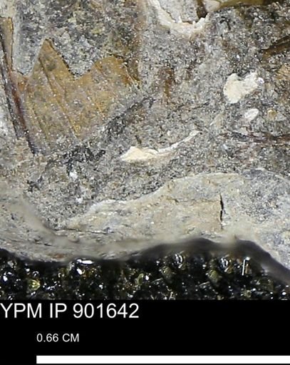 undet. Mollusca