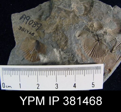 Tropidoleptus sp.