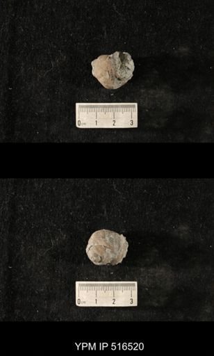 Cyclonema bilix lata