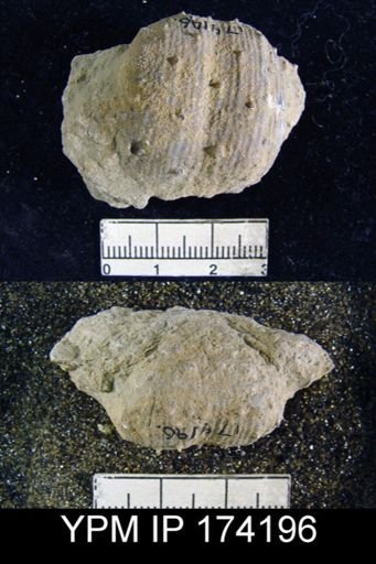 Productus sp.