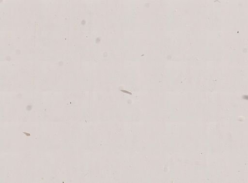 Stenophora larvata