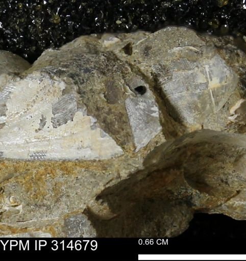 Crenella elegantula