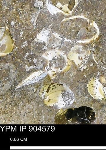 undet. Bivalvia